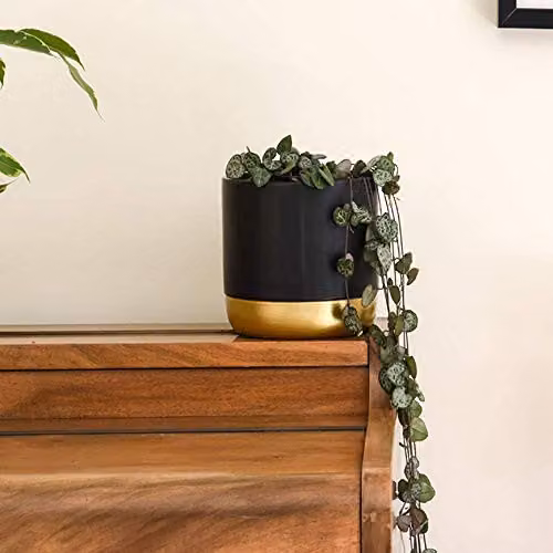 Thompson and Morgan String of Hearts Ceropegia Woodii Indoor Trailing House Plants, Set of 2 in 10cm Hanging Baskets – 4