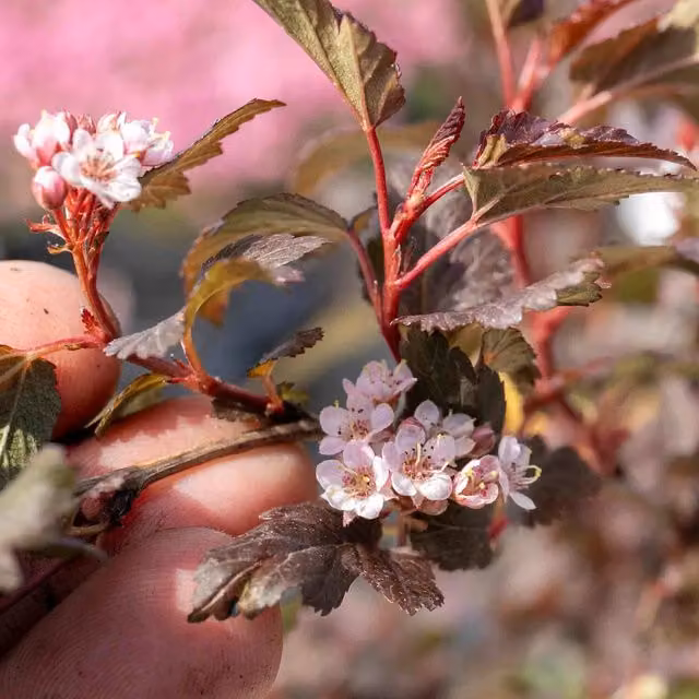 Marshalls Garden Physocarpus Little Joker Compact Ninebark Ornamental Shrub, Red and Pink