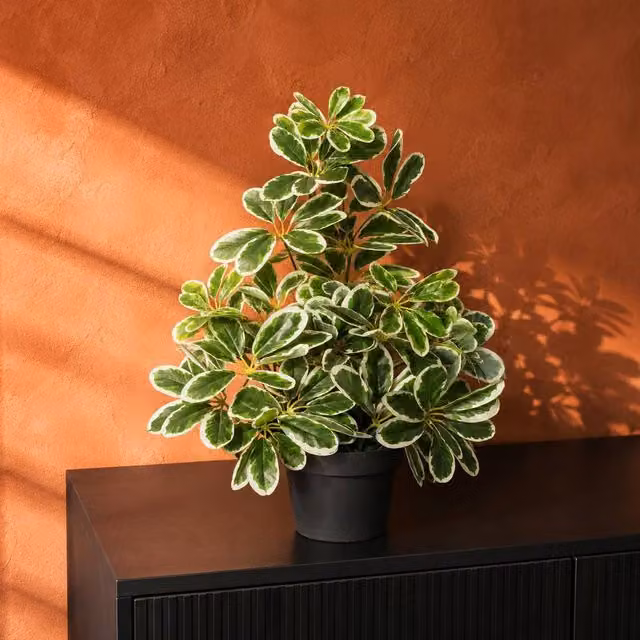 Botanik Green Variegated Artificial Umbrella Plant, Height: 55 cm – 3