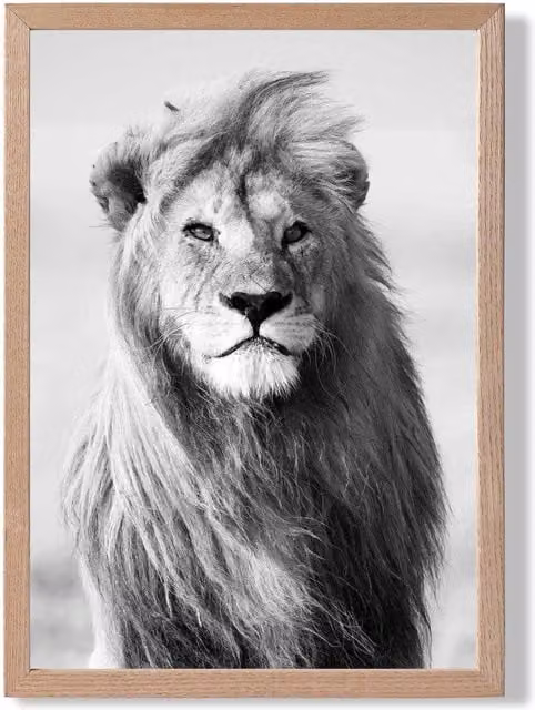 ARTZE Regal Lion Animal Black and White Framed Photo Print with Oak Frame, A4