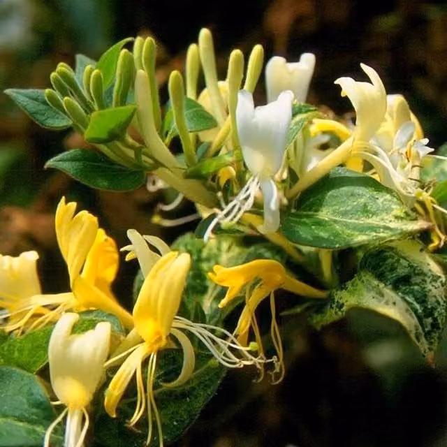 Plant Theory Lonicera Japonica Horwood Gem Yellow Flowering Climbing Plant, Green