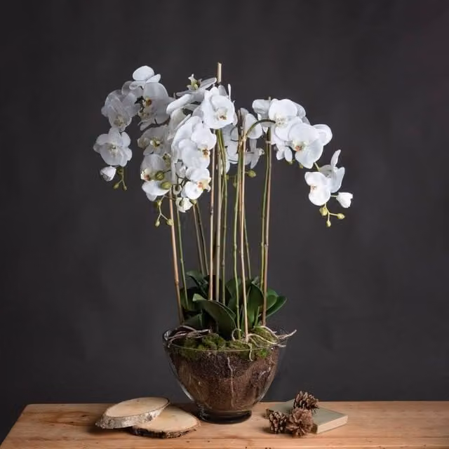 Wyld Haus Large White and Green Artificial Orchid Floral Arrangement in a Glass Pot