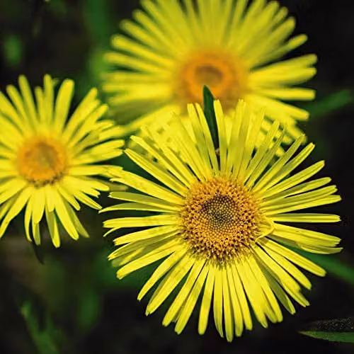 Thompson and Morgan Doronicum caucasicum Little Leo Hardy Perennial Yellow Plug Plants (72) – 2