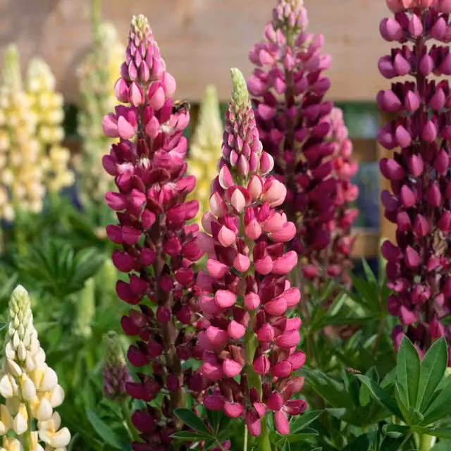 Marshalls Garden Lupinus Legendary Red Shades Perennial Summer Flower in Red and Pink
