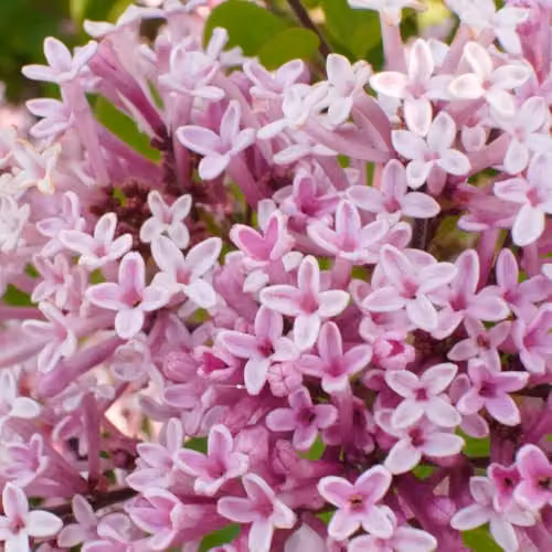 YouGarden Syringa Palibin Dwarf Lilac Ornamental Shrub, Purple and Green, 3L – 4