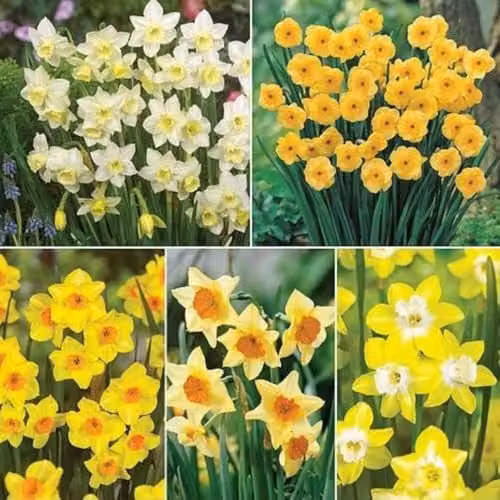 Thompson & Morgan Narcissus Jonquilla Collection Super Scented Daffodil Bulbs, 40 Bulbs, White and Yellow