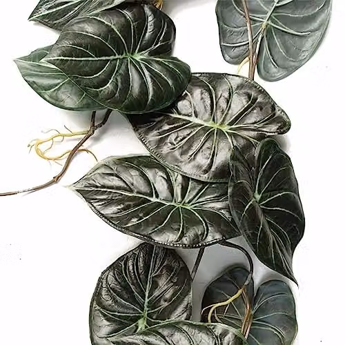 Leaf UK Alocasia Dragon Scale Artificial Trailing Hanging Plant, Dark Green, Length: 120 cm – 3