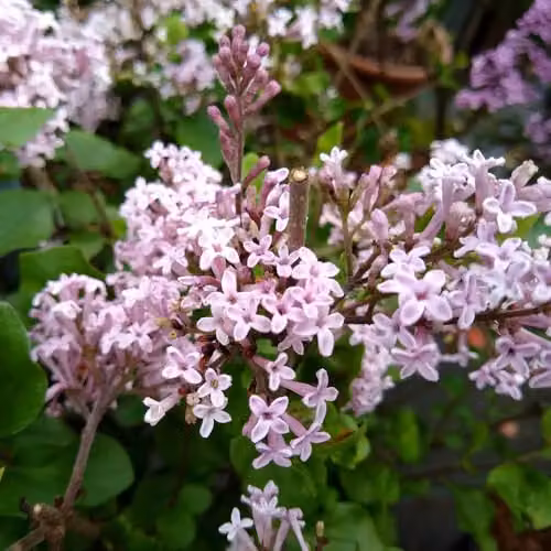 YouGarden Syringa Palibin Dwarf Lilac Ornamental Shrub, Purple and Green, 3L – 2