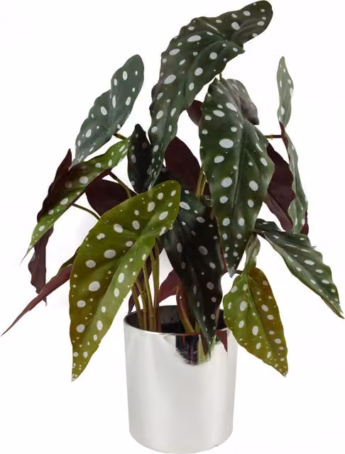 Artificial Begonia Maculata Potted Plant in Silver and Green with Dotted Leaves