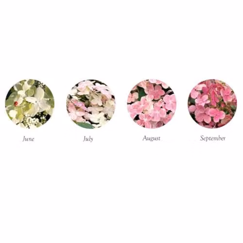 Thompson & Morgan Hydrangea Paniculata Switch Ophelia Ornamental Shrub, 3 x 9cm Potted Plants, White and Pink – 1