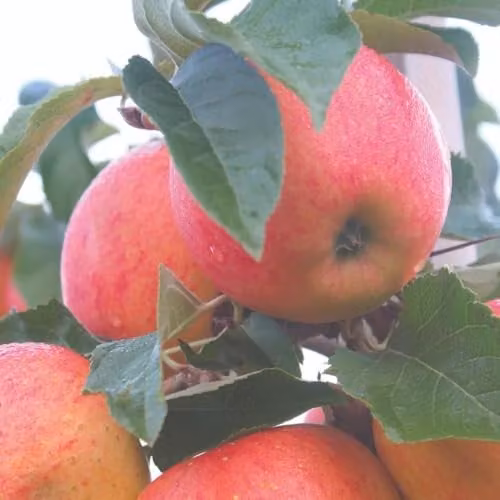 Thompson & Morgan James Grieve Apple Tree (Malus) M26 Rootstock Bare Root Garden Fruit Tree – 1