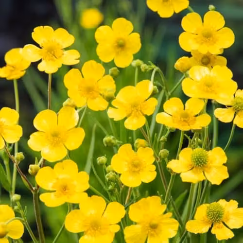 Thompson and Morgan Ranunculus Flammula Primrose Yellow Aquatic Perennial Plants, 3 x 9cm Pots – 2