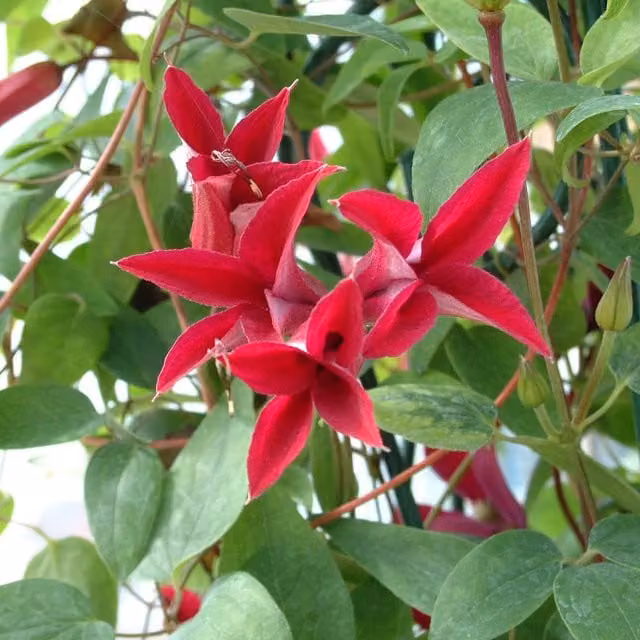 Plants By Post Clematis texensis Gravetye Beauty Red Outdoor Perennial Climber