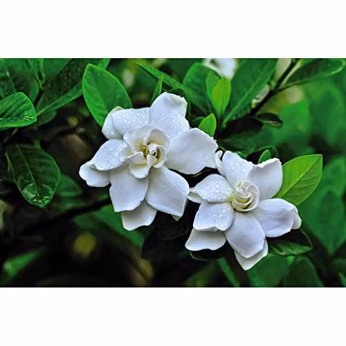 Thompson & Morgan Gardenia Crown Jewels Cape Jasmine Evergreen Hardy Shrub with Fragrant White Double Blooms, 1x 9cm Potted Plant – 5