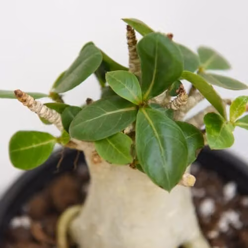 Thompson and Morgan Adenium Ansu Baobab Rare Miniature Baobab Tree-Like Succulent Tender Perennial Indoor Plant, Green, 1x 12cm Pot – 2