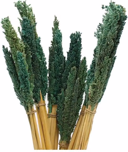 KDMD Vibrant Cantal Grass Bunch Dried Floral Decor in Green, 50 cm – 1