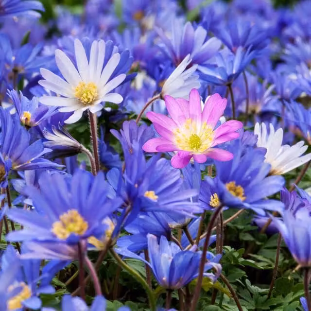 Marshalls Garden Anemone Blanda Mixed Corms in Pink, Purple, Blue, White and Multicolour