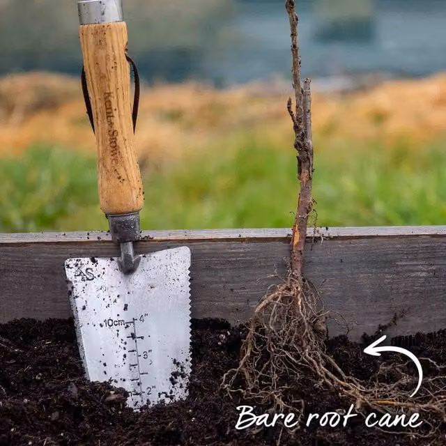 Marshalls Garden Blackcurrant Ebony Berry Bush, Black