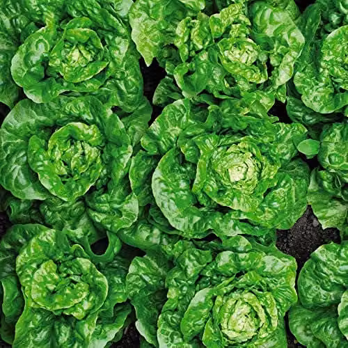 Thompson and Morgan Lettuce Tom Thumb Seeds, Butterhead Lactuca Sativa, 1000 Seeds