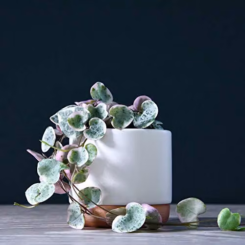 Thompson & Morgan Ceropegia String of Hearts Variegata Trailing Succulent Indoor Houseplant, 2 x 8cm Pots – 1