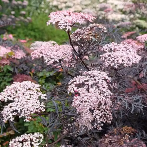 YouGarden Sambucus nigra Black Lace Ornamental Shrub in 2-3L Pot – 2