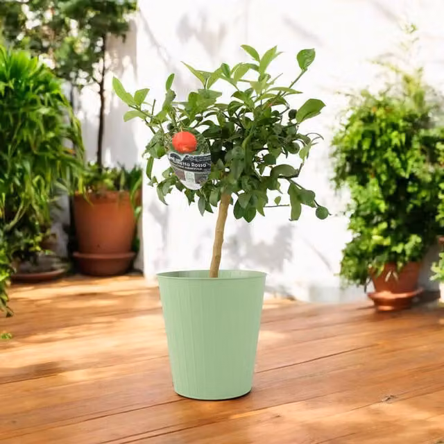 Plants by Post Citrus Red Lime Fruit Tree with Green Foliage and Red Fruit, Height: 65-70 cm