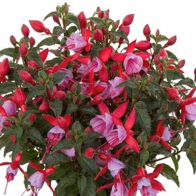 Plants By Post Fuchsia Bella Nikita Pink Ornamental Shrub, 3 x 9cm Pots
