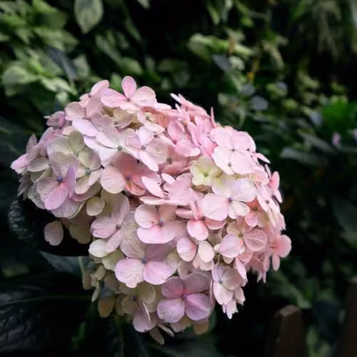 T&M Hydrangea macrophylla Bouquet Rose Pink Ornamental Shrub, 25 Litre Pot