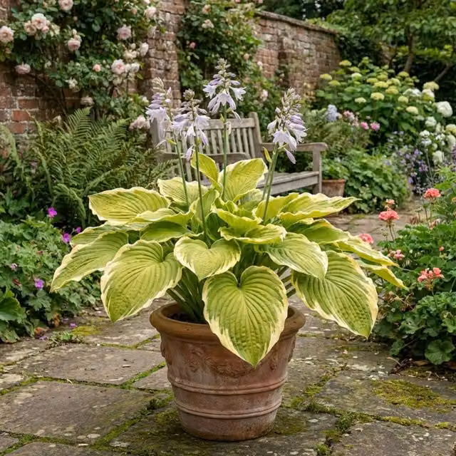 Plants by Post Hosta Atlantis Gold Variegated Perennial Shade Plant, 2L Pot, Green and Gold