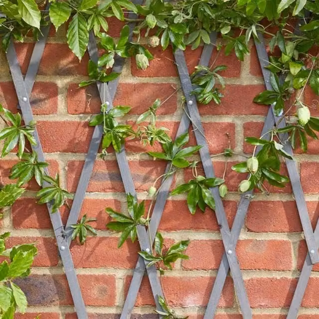 Garden Mile Grey Expanding Trellis, Height: 30 cm