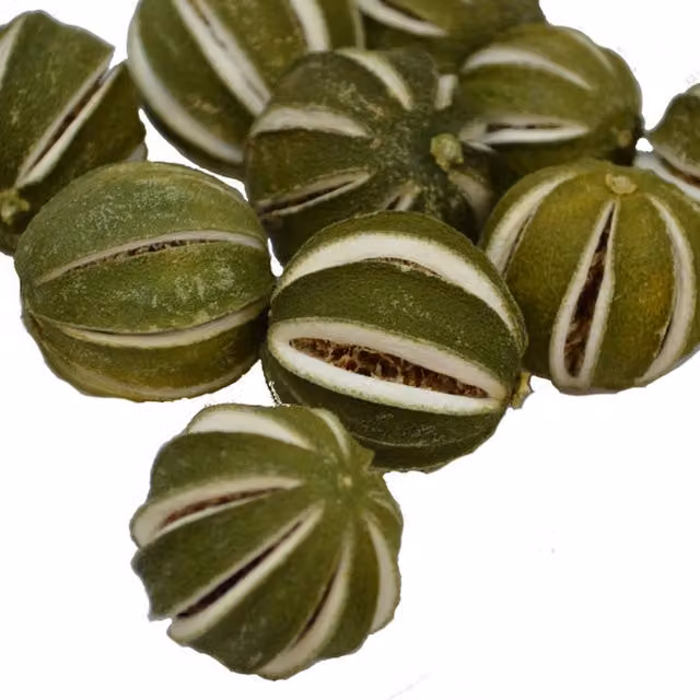 Natural Crafts Decorative Whole Dried Green Oranges, Green, Pack of 10
