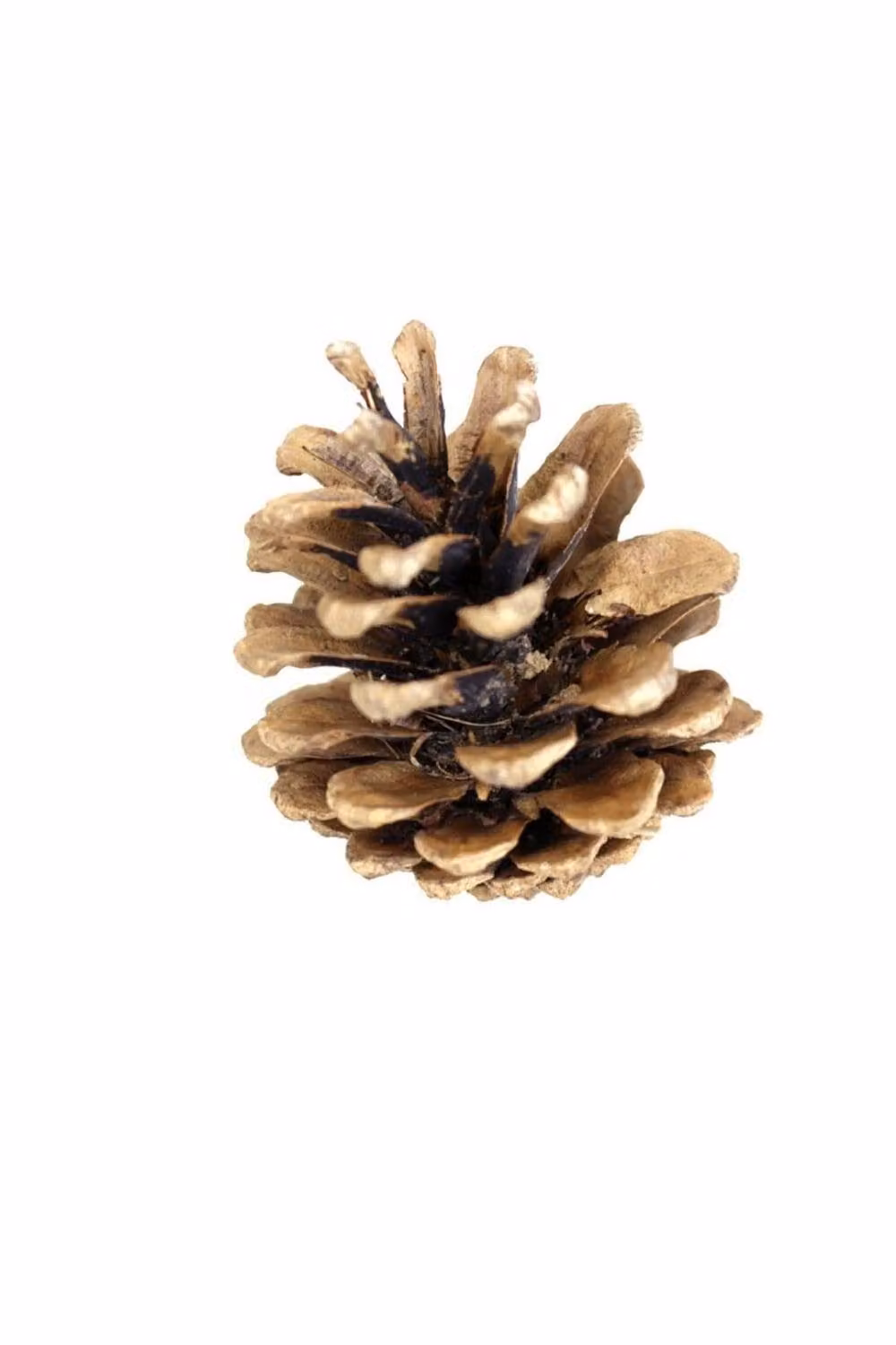 KDMD Natural Brown Austriaca Cones, 1kg Bag – 2