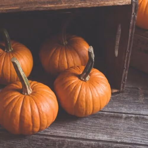 Thompson & Morgan Pumpkin Baby Bear F1 Hybrid Seeds, Orange, 10 Seeds