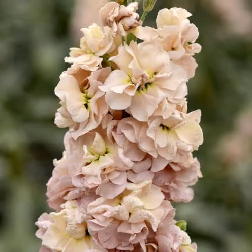 Thompson and Morgan Stock Apricot Column Hardy Annual Flower Seeds, Peach and Pink, 75 Seeds