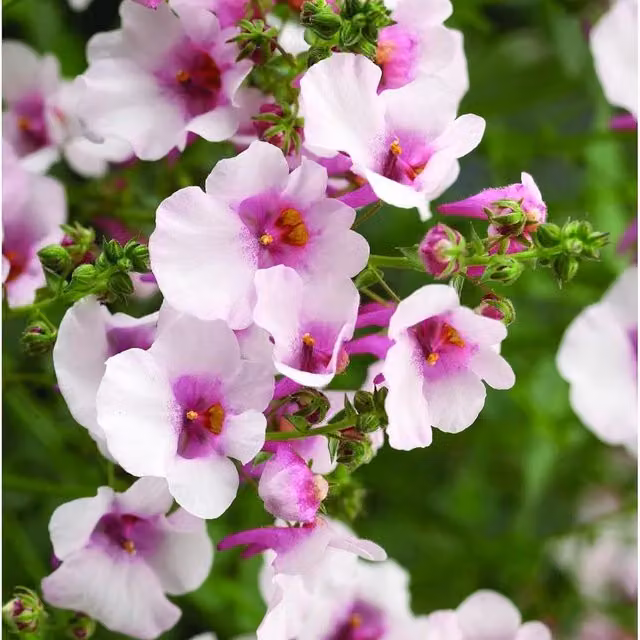 Plants By Post Diascia Flying Colours Appleblossom Trailing Pink Bedding Plants, Pack of 3, 9cm Pots