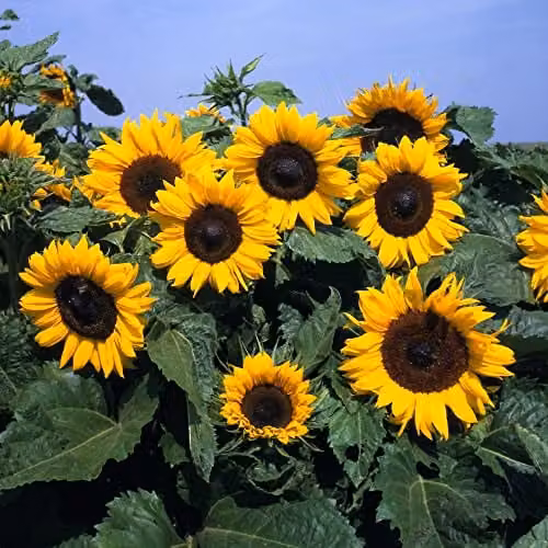 Thompson and Morgan Sunflower Helianthus annuus Little Dorrit F1 Hybrid Seeds, Yellow, 20 Seeds – 3