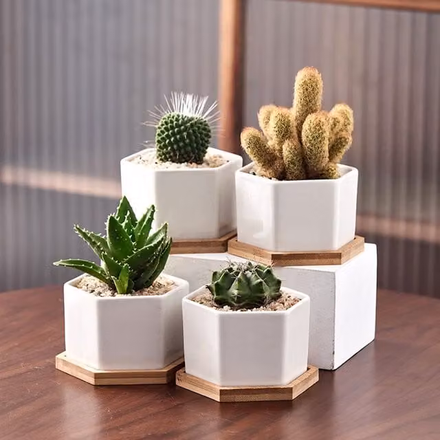 Simpa 6-Piece White Hexagonal Ceramic Tabletop Plant Pots with Bamboo Bases