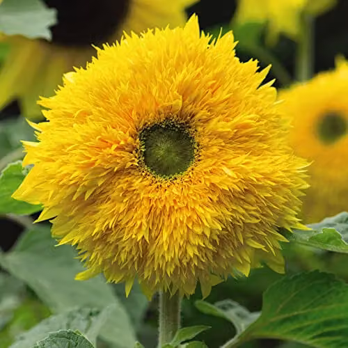 Thompson and Morgan Sunshot Golds Mixed F1 Hybrid Sunflower Seeds, Gold/Yellow, 10 Seeds – 1