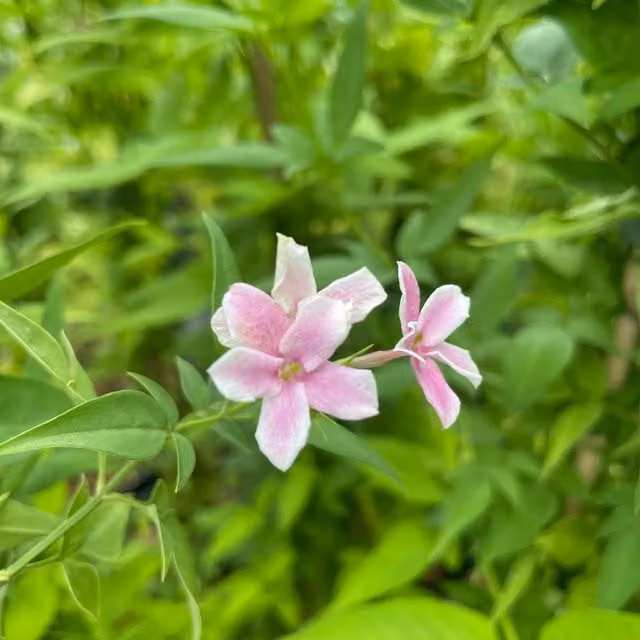 Plants By Post Jasminum X Stephanense Climber Plant with Soft Pink Flowers