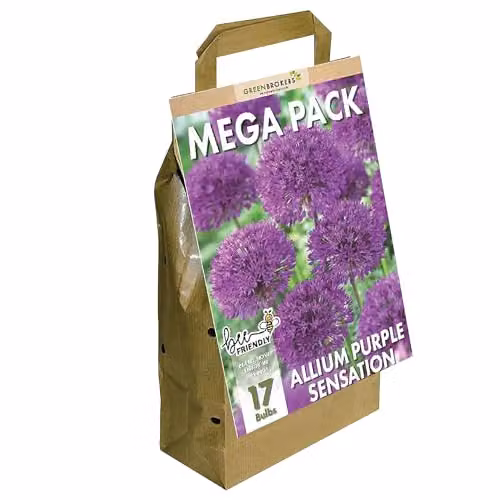 GreenBrokers Big Value Pack Purple Allium Bulbs for Ornamental Spring Gardens – 1