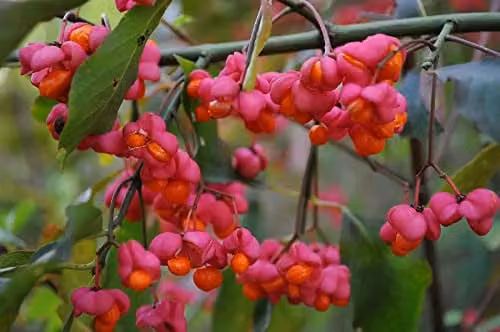 Direct Plants Euonymus Europaeus Spindle Tree Extra Large Ornamental Pink Shrub, Height: 152.4 cm