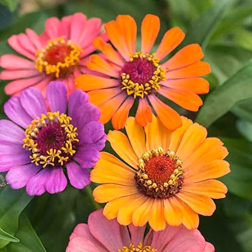 Thompson and Morgan Zinnia Forecast Elegans Ornamental Flower Seeds, 40 Seeds per Packet, Multicolour – 1
