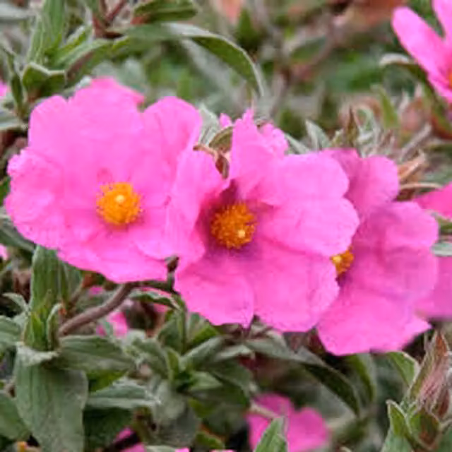 Plants By Post Cistus Sunset Rock Rose Ornamental Shrub with Pink Flowers, 2L Pot