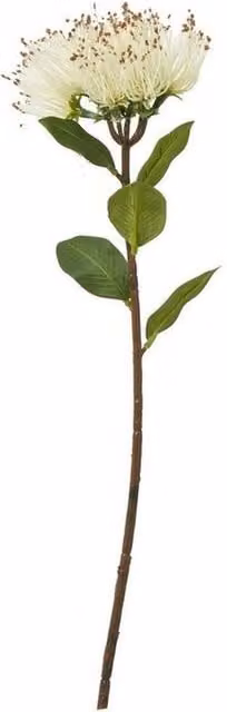 Lemon Pavilion Protea Nitida Single Stem Plastic Flower in White, Green and Beige, Height: 45 cm