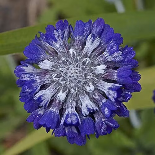 Thompson and Morgan Primula capitata Noverna Deep Blue Asiatic Primrose Flower Seeds, 25 Seeds
