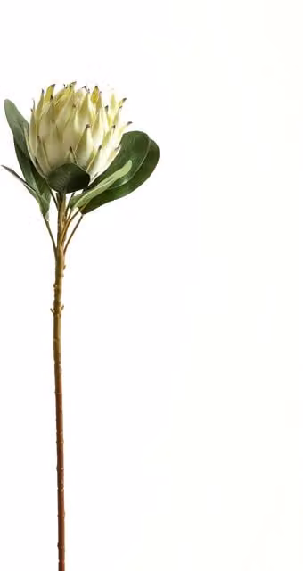 KDMK Large Protea Sophisticated Floral Organic White