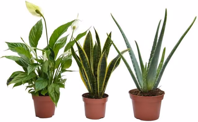 Thompson & Morgan Wellbeing Indoor Houseplant Collection in Green and White