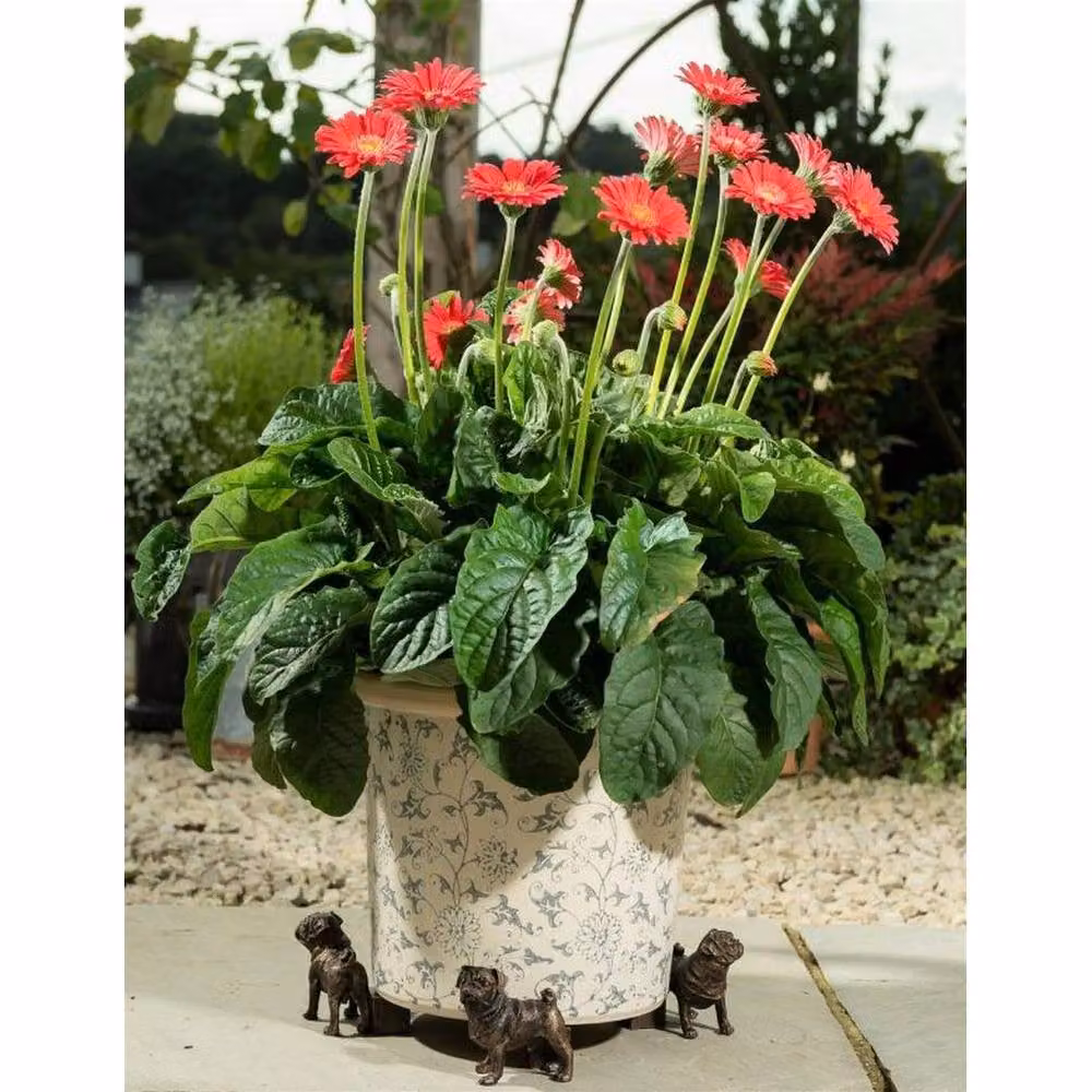 Jardinopia Pug Plant Pot Feet, Set of 3, Bronze, W: 7.5 cm, D: 6.5 cm, H: 8 cm – 3