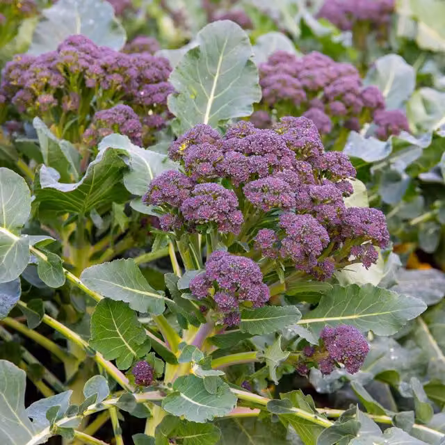 Marshalls Primo 2 Cabbage Seeds, Green Ball-Head Summer Cabbage, 500 seeds