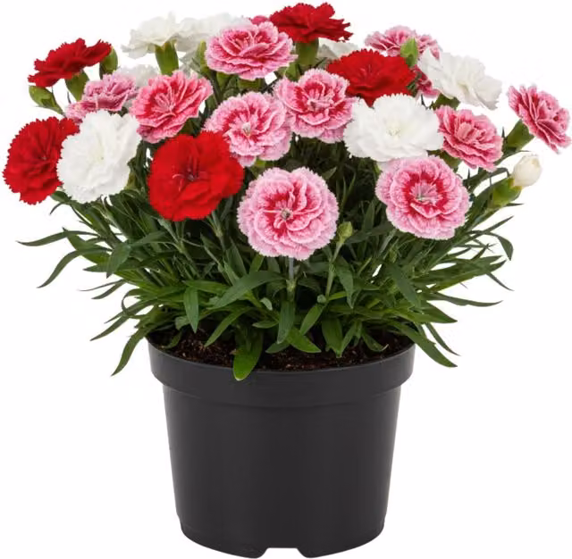 Plants By Post Carnation Growers Mix of 3 Potted Plants in Red, Pink and Bicolour